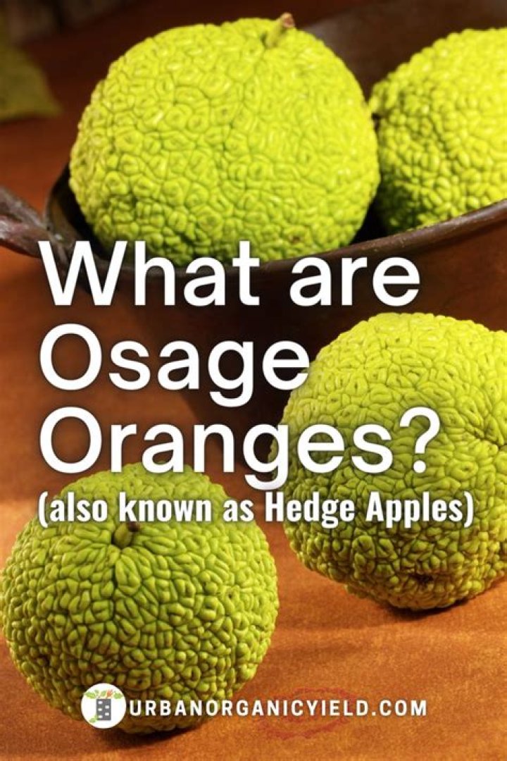 Are osage orange fruits edible?