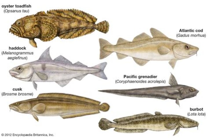 Are oyster toadfish poisonous?