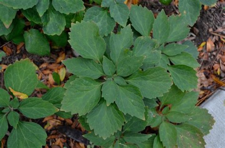 Are pachysandra leaves poisonous?