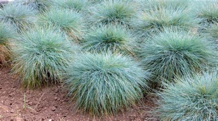 Are pampas grass evergreen?