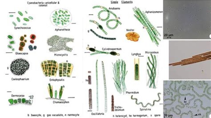 Are paramecium autotrophic or heterotrophic?