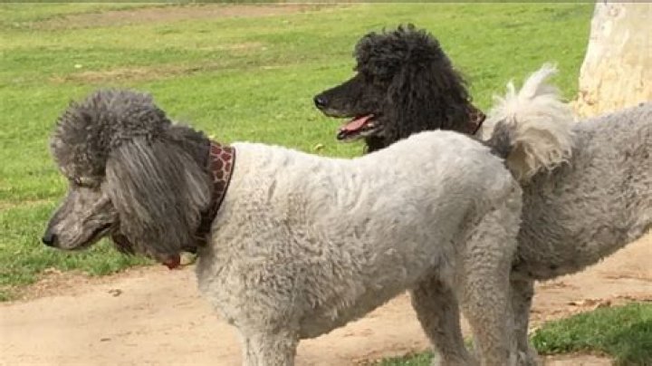 Are parti poodles rare?