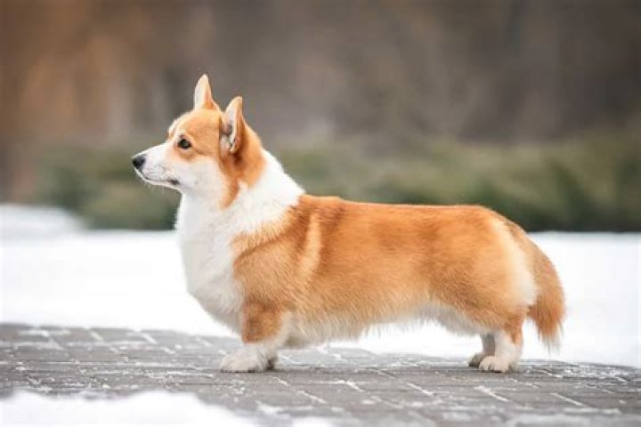 Are pembroke corgis born with tails?
