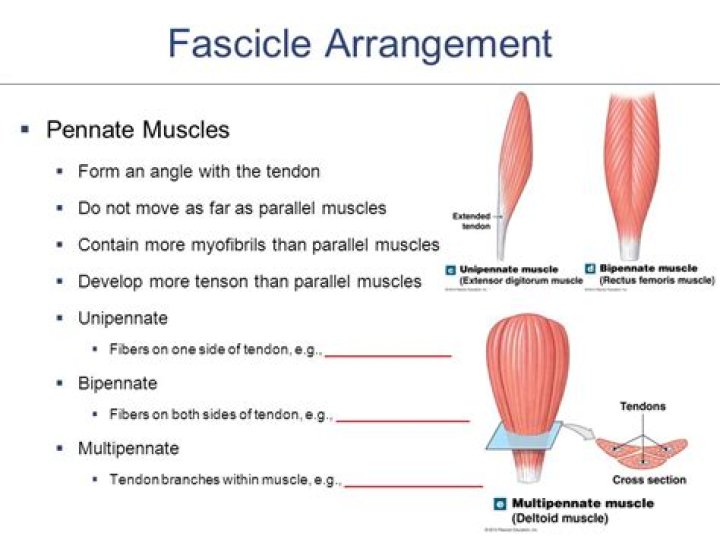 Are pennate muscles parallel?