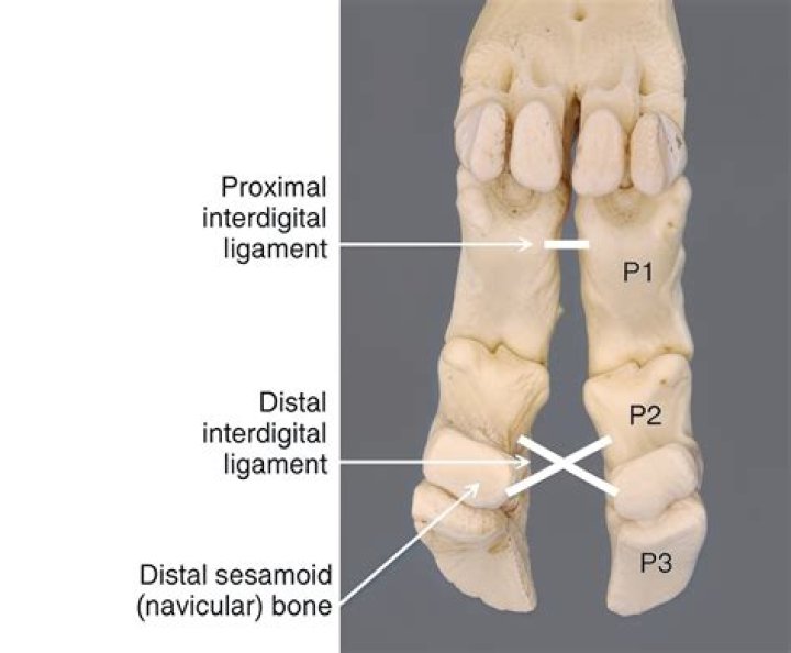 Are phalanges sesamoid bones?