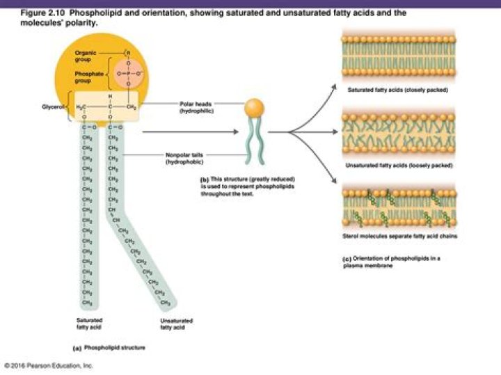 Are phospholipids saturated or unsaturated?