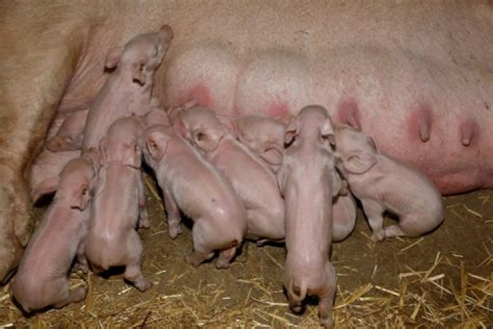 Are piglets used for meat?