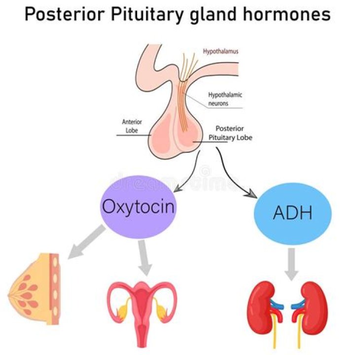 Are pituitary hormones proteinaceous?