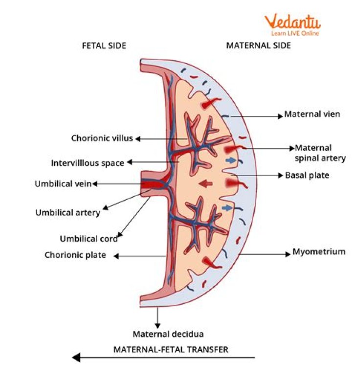 Are placental mammals amniotes?
