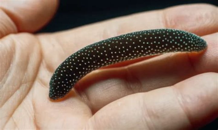 Are planaria harmful to humans?