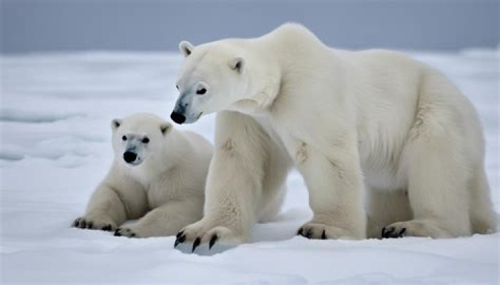 Are polar bears afraid of walruses?