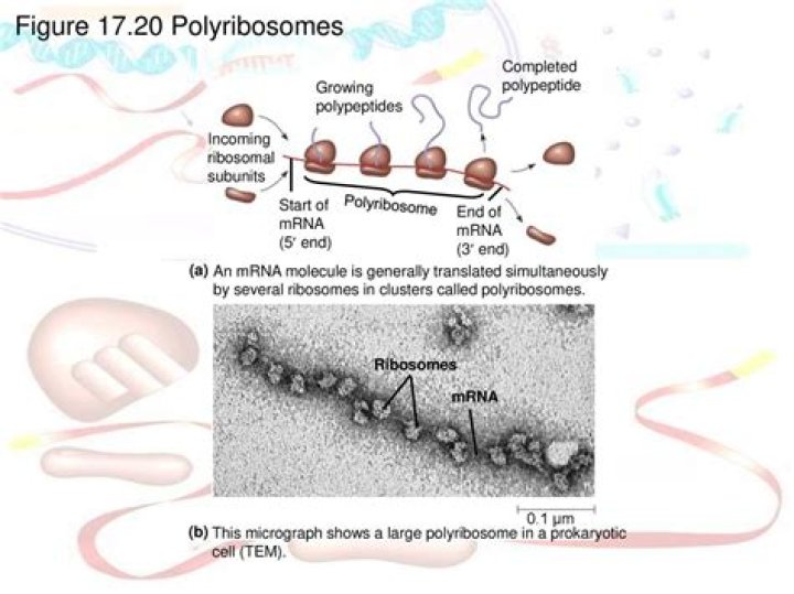 Are polyribosomes in prokaryotes?