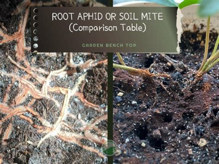 Are potting soil mites bad?