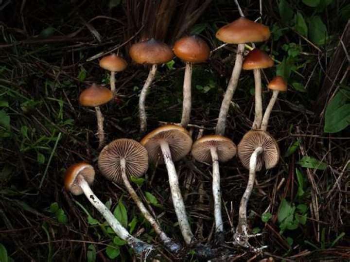 Are psilocybe mushrooms legal in new mexico?