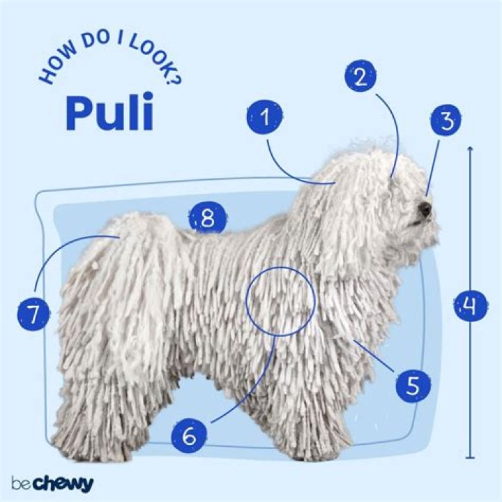 Are puli dogs hypoallergenic?