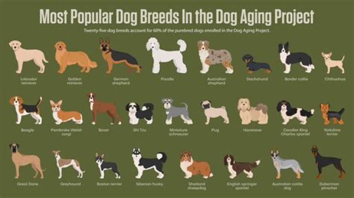 Are purebreds better than mixed breeds?
