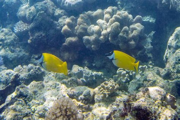 Are rabbitfish reef safe?