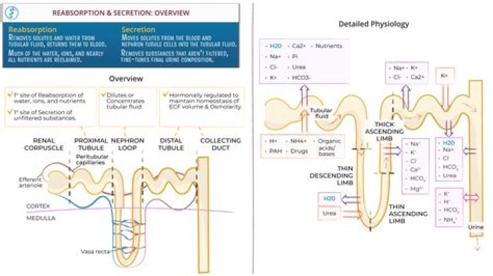 Are reabsorption and absorption the same thing?