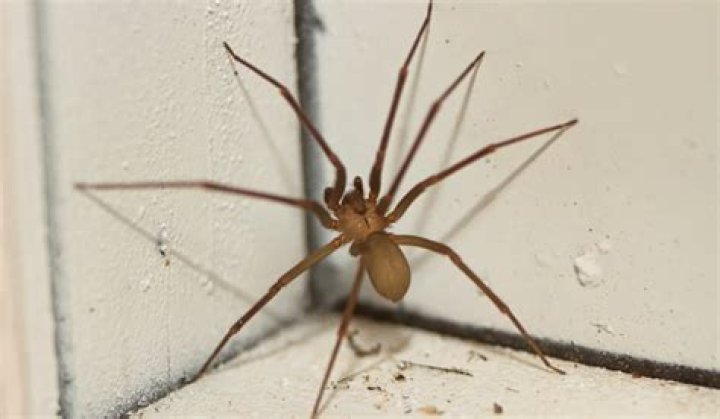 Are recluse spiders poisonous?