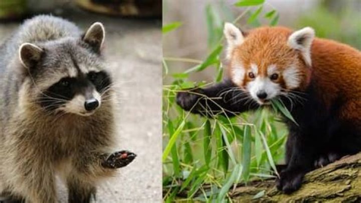 Are red pandas related to raccoons?