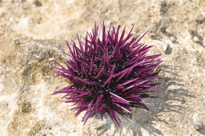 Are red pencil urchins poisonous?