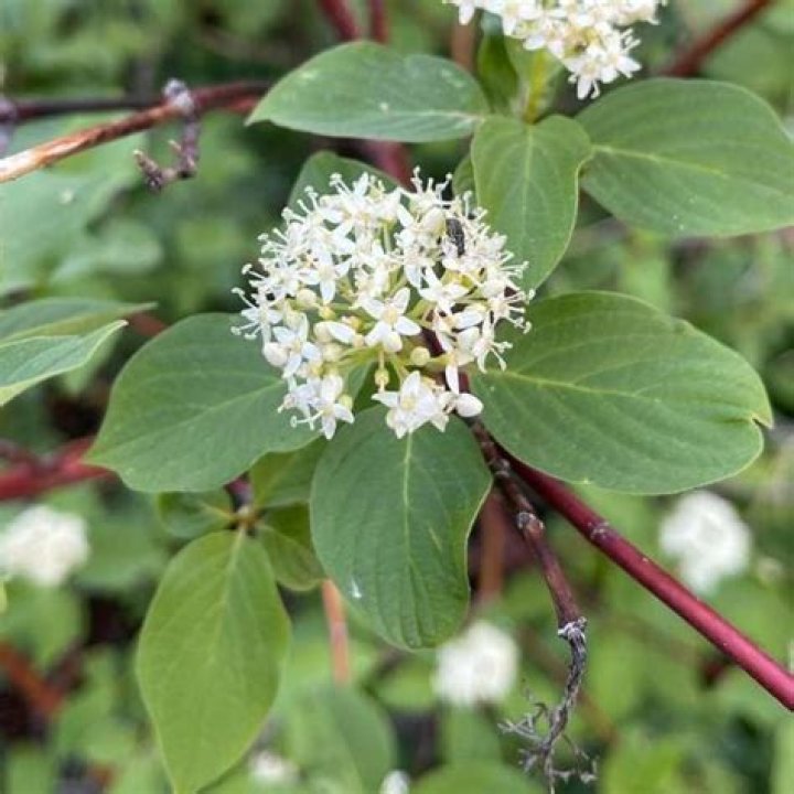Are red twig dogwood deer resistant?