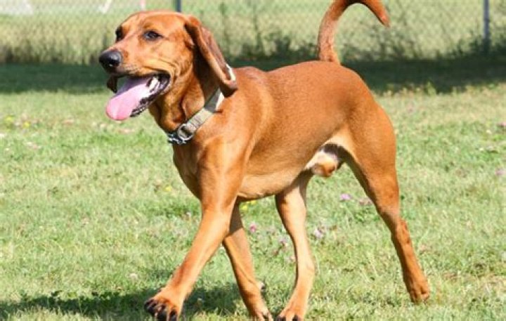 Are redbone coonhounds easy to train?