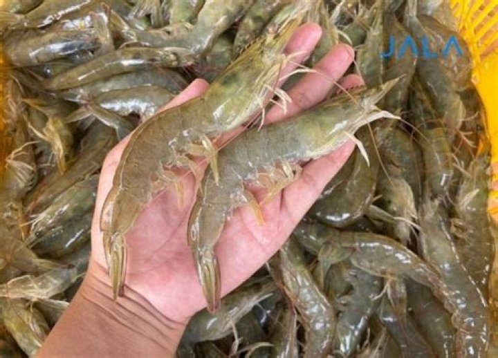 Are rhabdocoela harmful to shrimp?