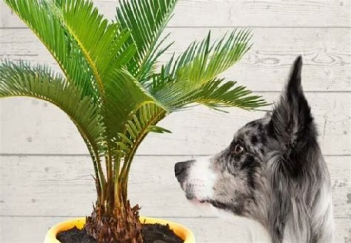 Are rhapis palms toxic to dogs?