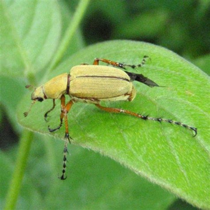 Are rose chafers pests?