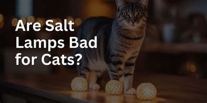 Are salt lamps bad for cats?