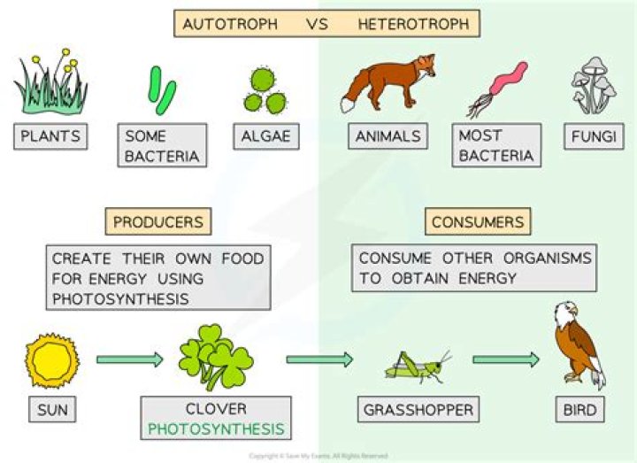 Are saprobes autotrophs or heterotrophs?