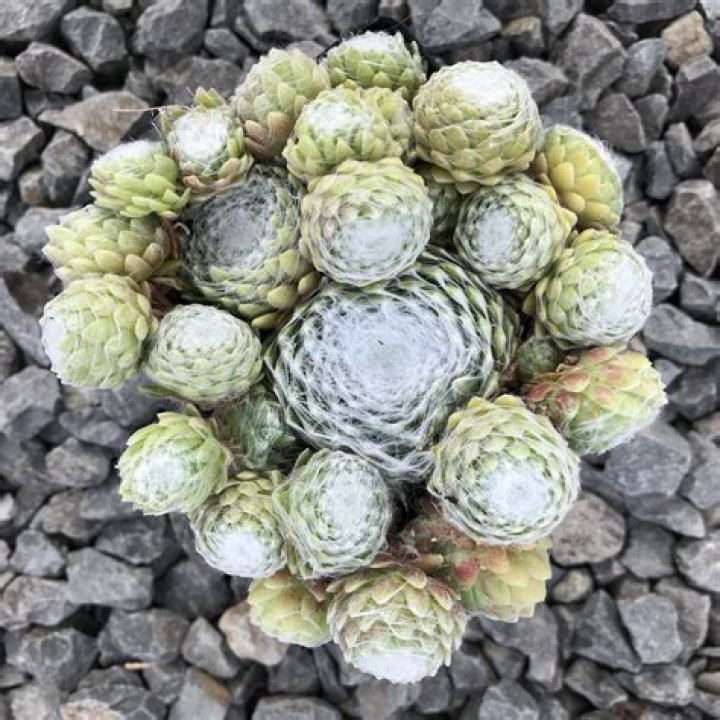 Are sempervivum frost hardy?