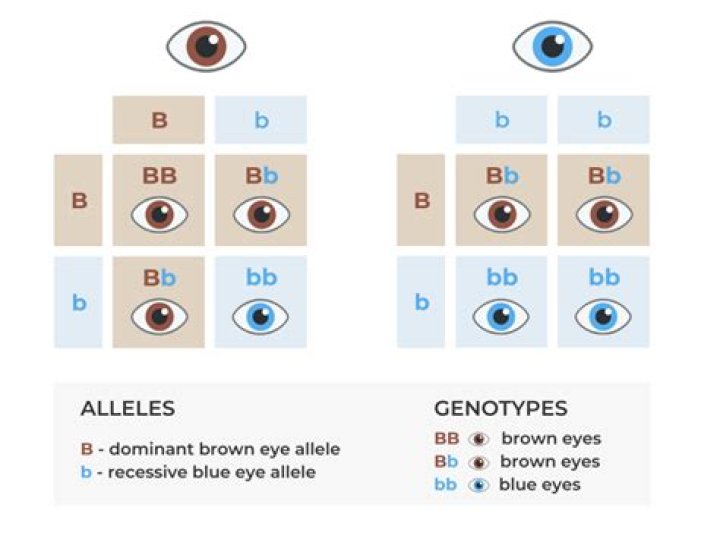 Are sepia eyes dominant or recessive?