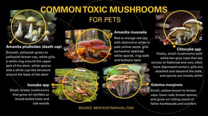 Are shaggy mane mushrooms toxic to dogs?