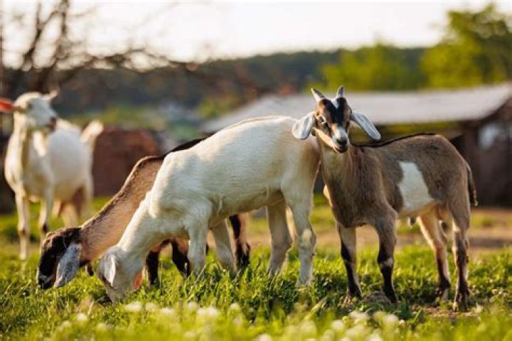 Are sheep and goats ruminants?