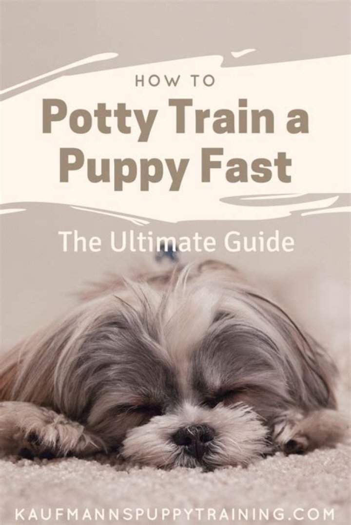 Are shih tzus easy to potty train?