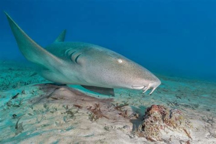 Are silky sharks dangerous?