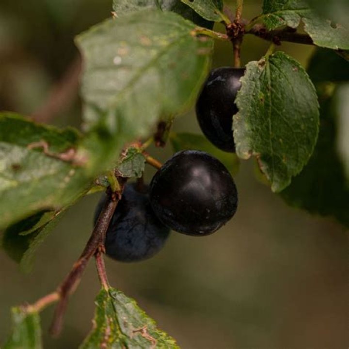 Are sloes ripe now?