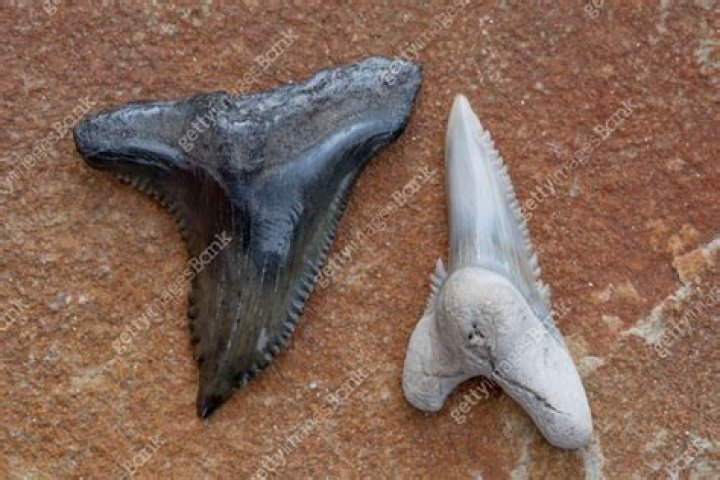 Are snaggletooth shark teeth rare?