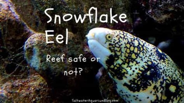Are snowflake eels reef safe?