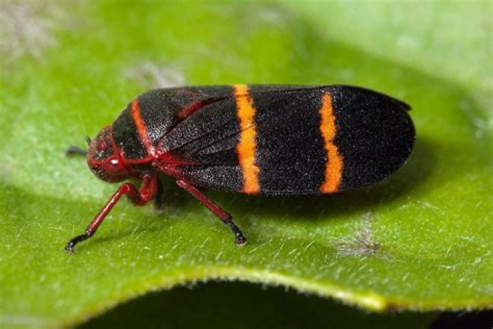 Are spittlebugs harmful to grass?