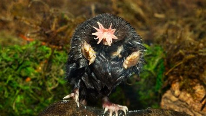 Are star nosed mole real?