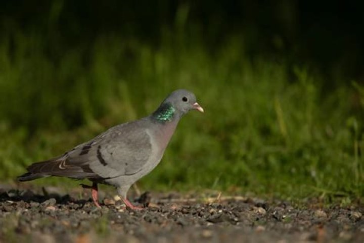 Are stock doves rare?