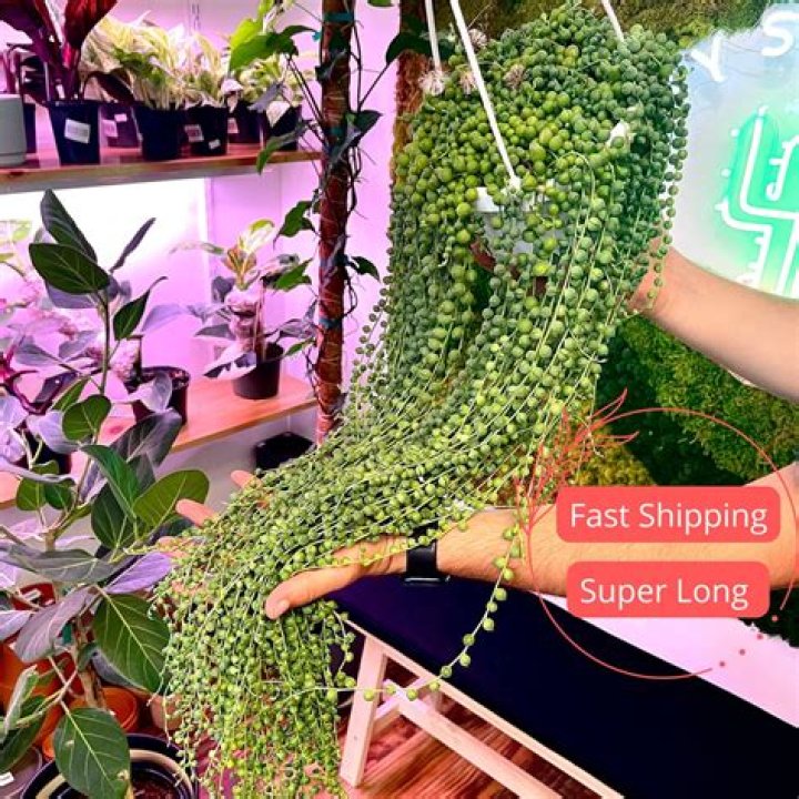 Are string of pearls succulent?