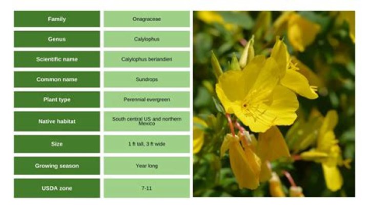 Are sundrops deer resistant?