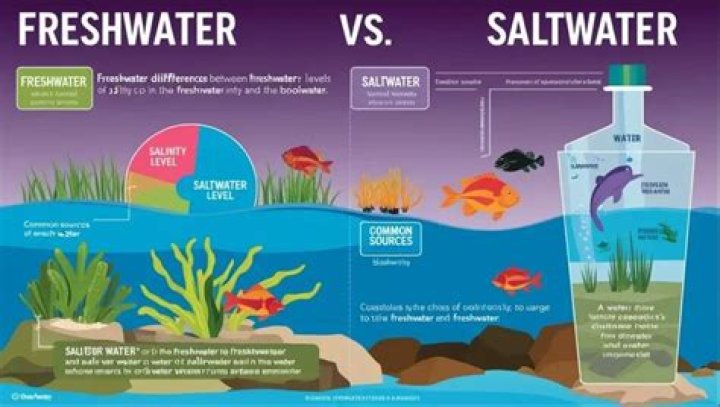 Are swamps freshwater or saltwater?
