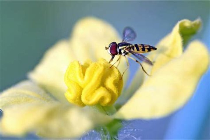 Are syrphid flies dangerous?