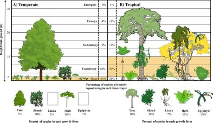 Are temperate forests productive?