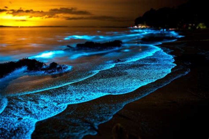 Are the bioluminescent waves still happening?